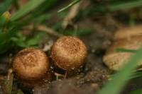 Cyathus olla image