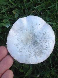 Leucoagaricus leucothites image