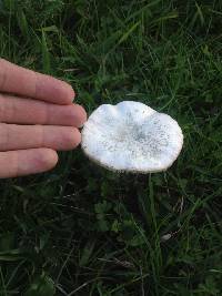 Leucoagaricus leucothites image