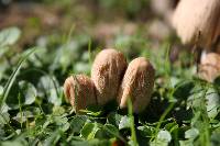 Coprinellus micaceus image