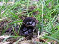 Cyathus olla image