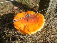 Amanita muscaria image