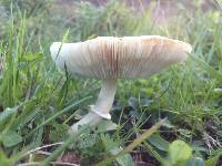 Leucoagaricus leucothites image