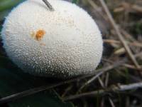 Lycoperdon perlatum image