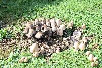 Coprinellus micaceus image