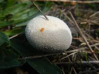 Lycoperdon perlatum image