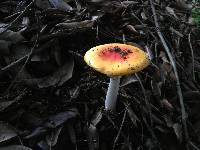 Amanita muscaria image