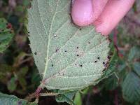 Phragmidium violaceum image