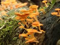 Favolaschia calocera image