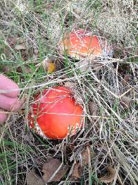 Amanita muscaria image