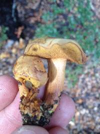 Chalciporus piperatus image