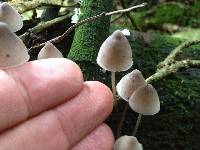 Mycena austrofilopes image