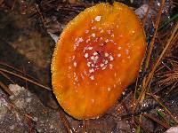 Amanita muscaria image