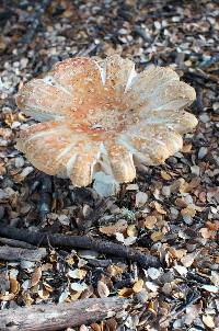 Amanita muscaria image