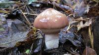 Suillus luteus image