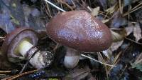 Suillus luteus image