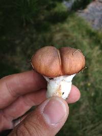 Suillus luteus image