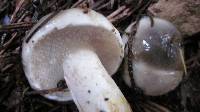 Suillus subacerbus image