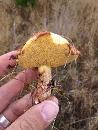 Suillus luteus image