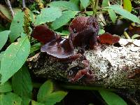 Image of Auricularia cornea