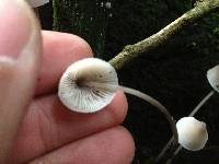 Mycena austrofilopes image