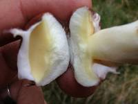 Suillus luteus image