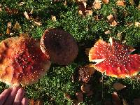 Amanita muscaria image