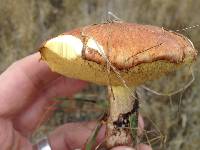 Suillus luteus image