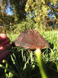 Leccinum scabrum image