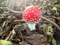 Amanita muscaria image