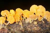 Favolaschia calocera image