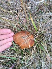 Suillus luteus image