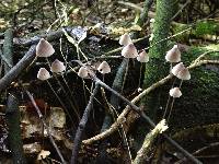 Mycena austrofilopes image