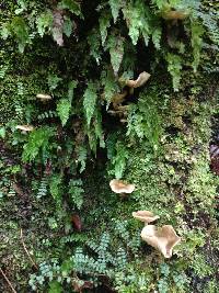 Armillaria novae-zelandiae image