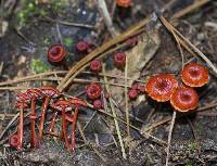 Image of Cruentomycena viscidocruenta