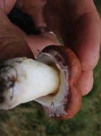 Suillus luteus image