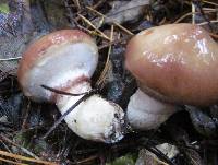 Suillus luteus image