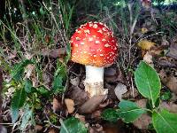 Amanita muscaria image