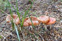 Amanita muscaria image