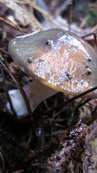 Suillus subacerbus image