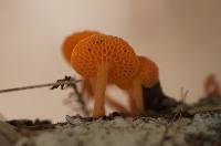 Favolaschia calocera image