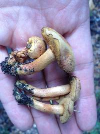 Chalciporus piperatus image