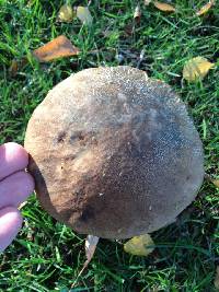 Leccinum scabrum image