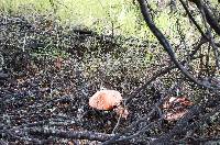 Amanita muscaria image