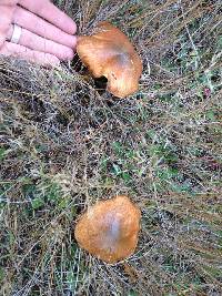 Suillus luteus image