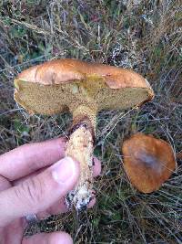 Suillus luteus image