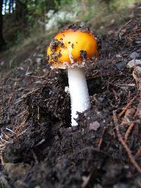 Amanita muscaria image