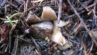 Geastrum saccatum image