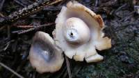 Geastrum saccatum image