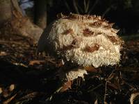 Chlorophyllum rhacodes image